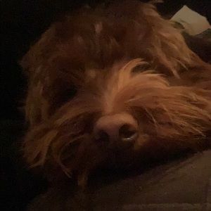 Meet your Posher, Annie